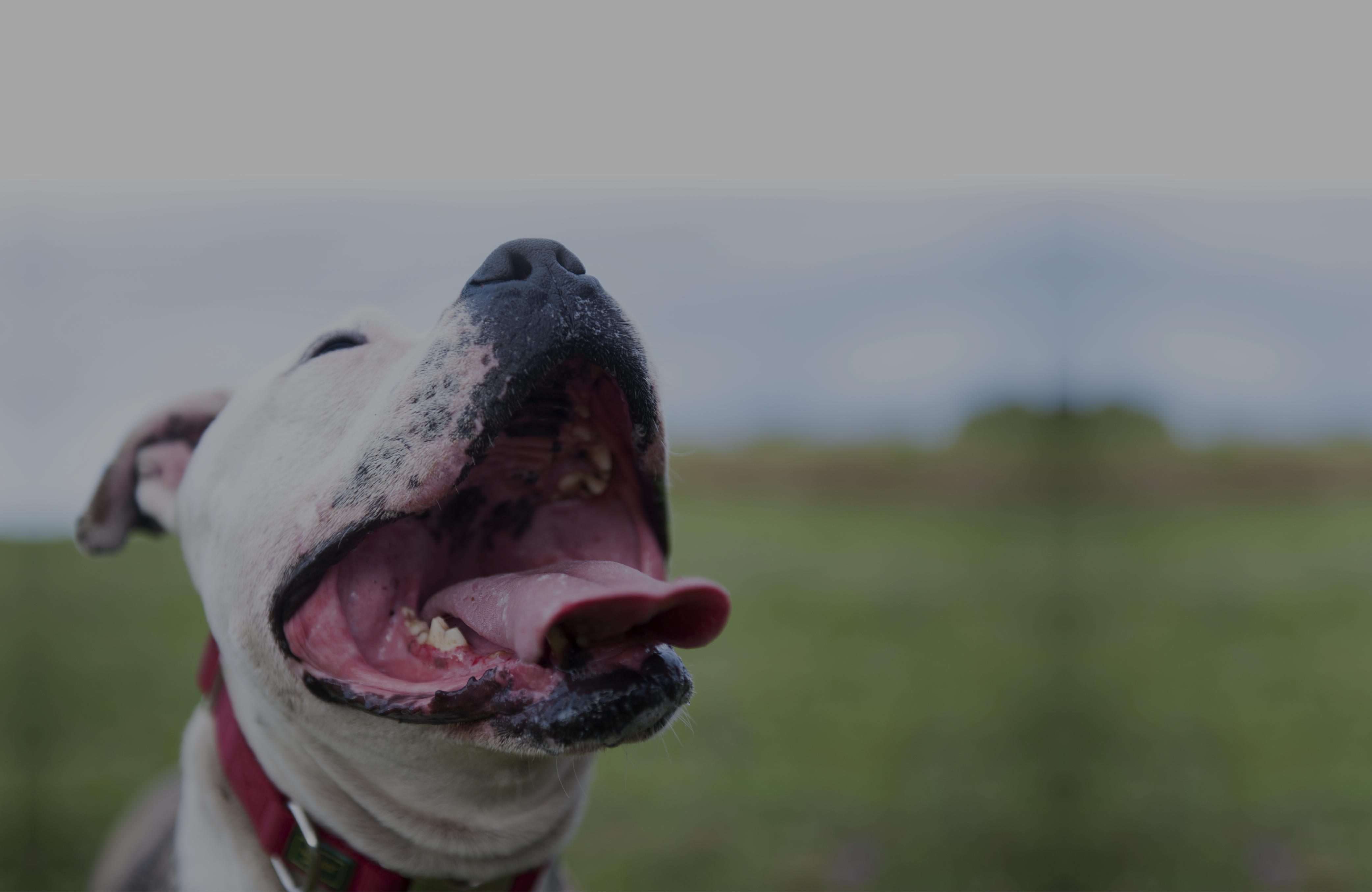 Anubis BARF | Nutrición para tú Perro